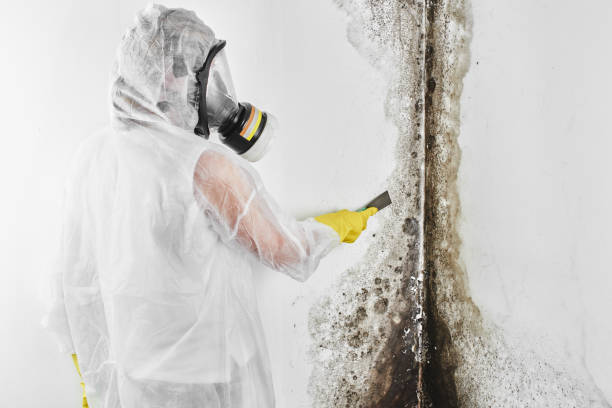 Best Certified Mold Removal  in Oakland, NE