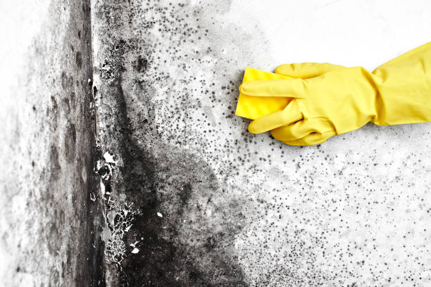 Best Mold Cleaning Services  in Oakland, NE