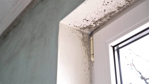 Best Toxic Mold Removal  in Oakland, NE