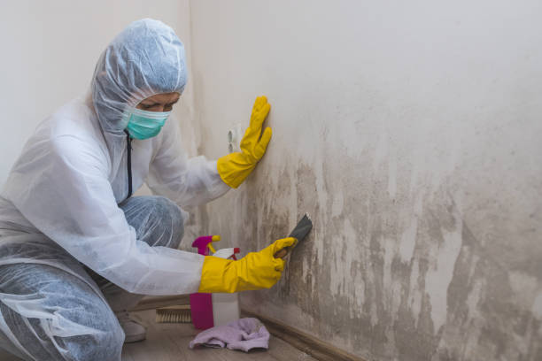 Mold Removal and Inspection in Oakland, NE