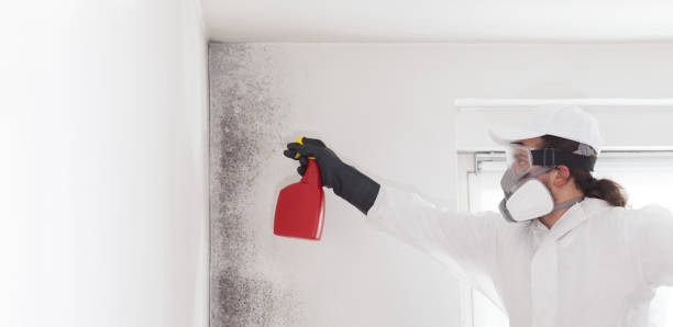 Best Local Mold Removal Service  in Oakland, NE