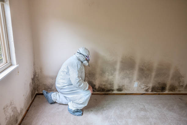 Best Mold Remediation  in Oakland, NE